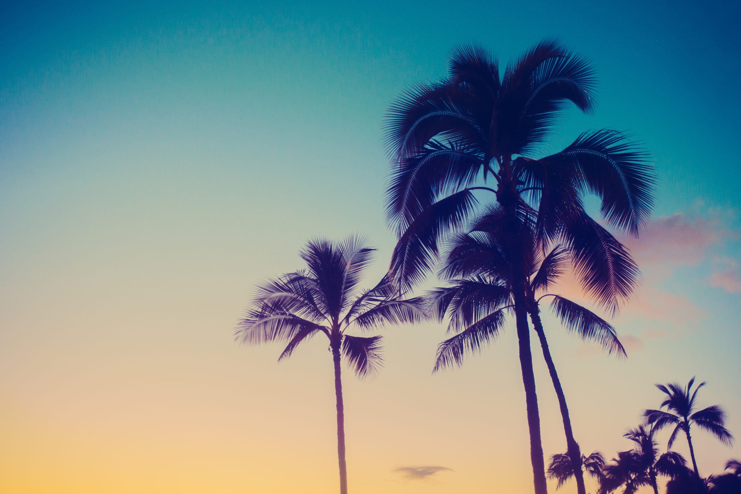 Tropical Vacation Background With Palm Trees at Sunset